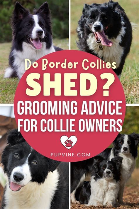 do border collies moult
